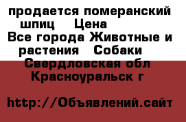 продается померанский шпиц  › Цена ­ 35 000 - Все города Животные и растения » Собаки   . Свердловская обл.,Красноуральск г.